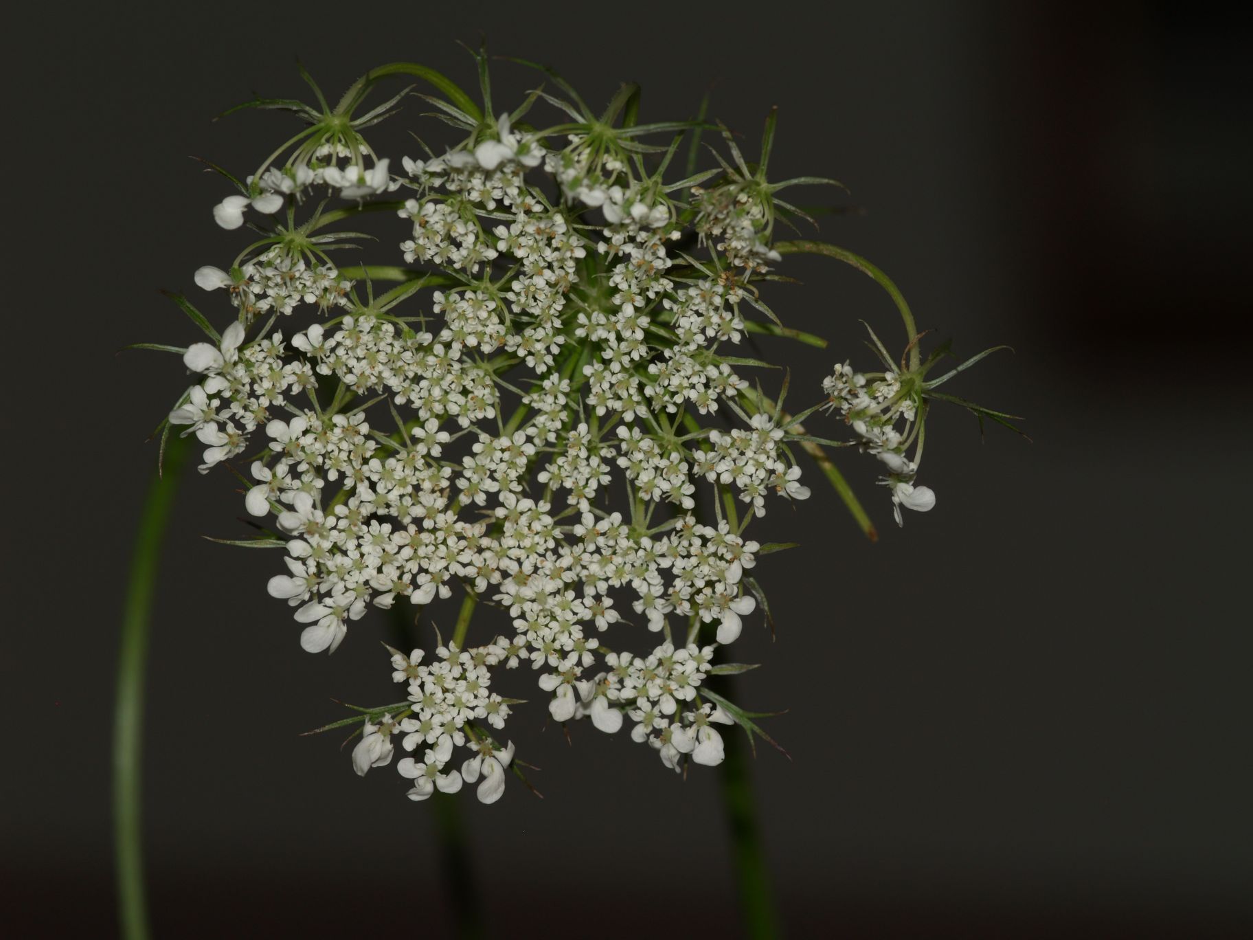 Daucus carota